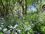 26 Fiori di Myosotis (Nontiscordardimè) in betulleto